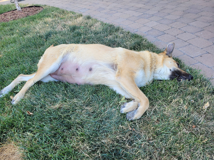 chinook dog